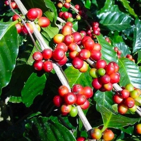 Coffee firms turning away from Africa as EU deforestation law looms