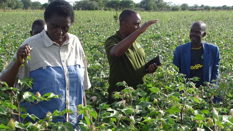 TARI, Cotton Board to deal with climate change effects in cotton sector