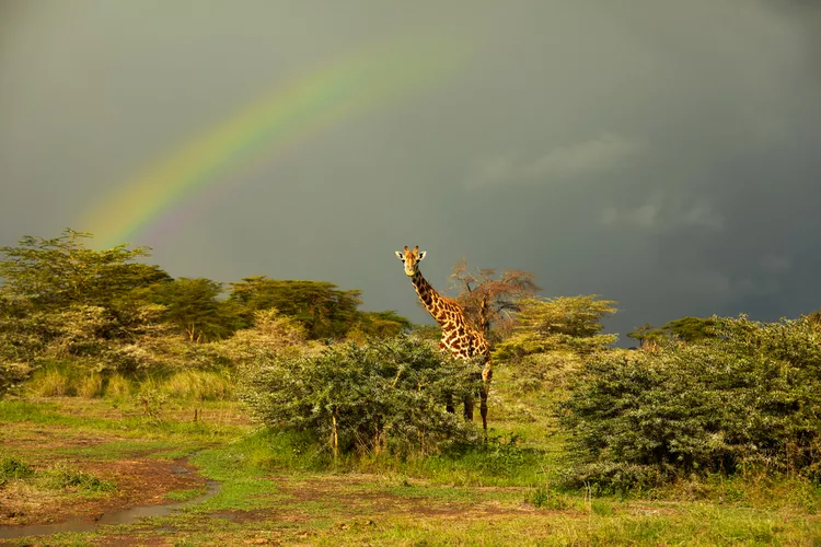 This lesser-known National Park in Kenya is the ultimate spot for elephant sightings — Here’s where to stay and how to see them
