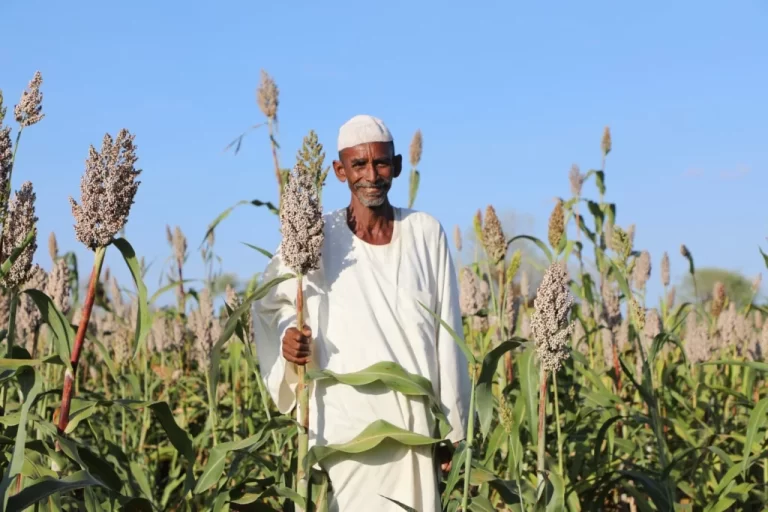 Food security: Can war-torn Sudan recover and help address the global food crisis?