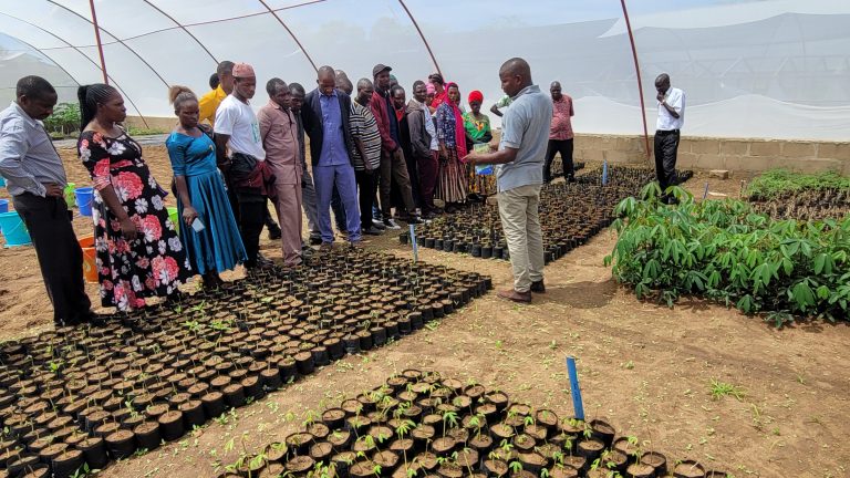 Experts in special drive to assist farmers adopt use of certified cassava seed for better yields