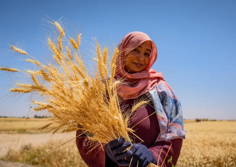 AfDB, WFP project boosts wheat production in war-torn Sudan amid soaring hunger