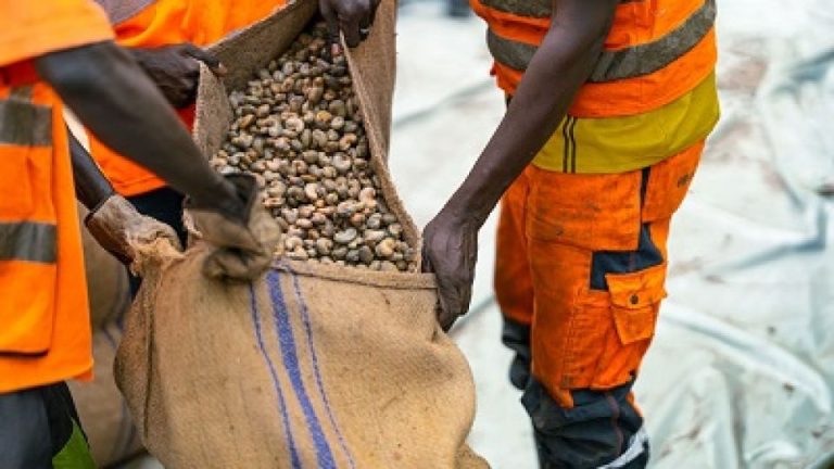 DP World kicks off Senegal cashew boom