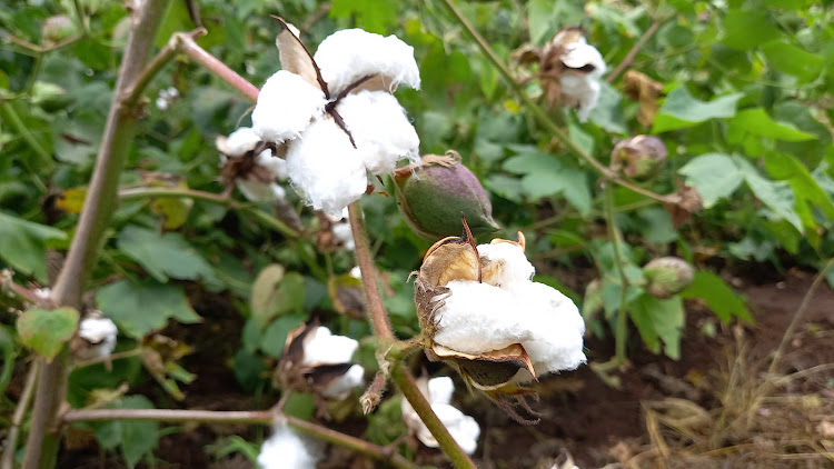 Bruno Linyiru: Why Kenya is on right path to cotton revitalization