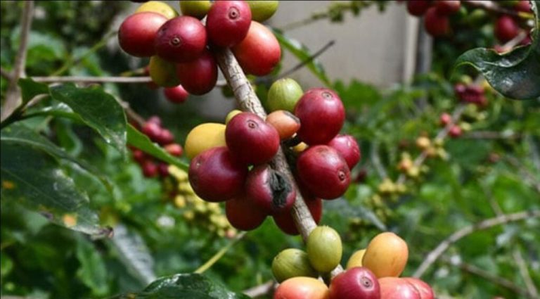 Ethiopia’s coffee exports soar, generates $1.43 billion in revenue