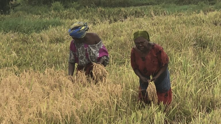 Zanzibar farmers get relief as China introduces new rice variety