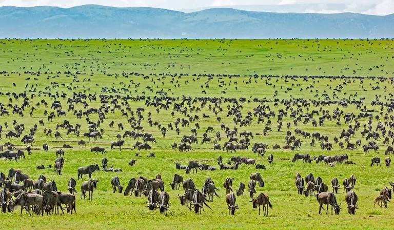 Serengeti National Park , Africa’s leading national park!