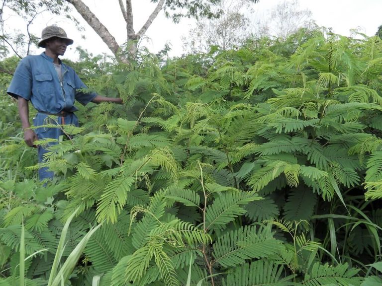 Kenyan farmers cross into Tanzania in search of milk adding tree