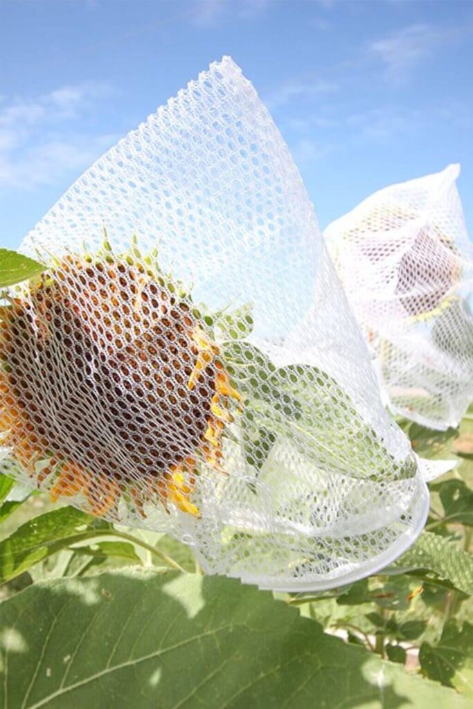 Sunflower growers use nets and guardian eagles to keep field clearing birds away