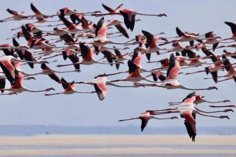 Need more Flamingoes in your life? Head to Mozambique