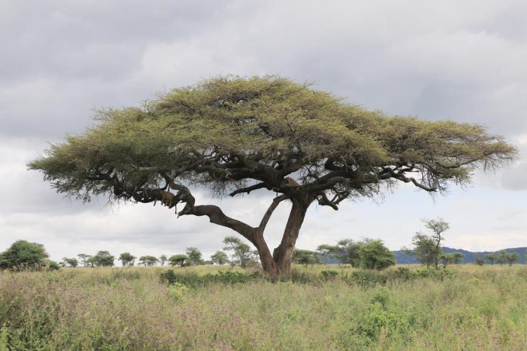 Tanzania attracts record 5.36 million tourists in 2024: minister