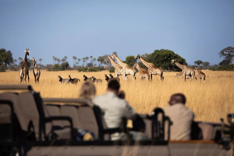 How northern Botswana’s evolving landscape became a haven for wildlife