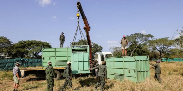 Pioneering project introduces white rhinos to Ngorongoro